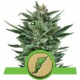 Quick One - Royal Queen Seeds